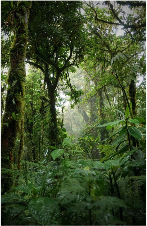 Dense tropical forest canopy