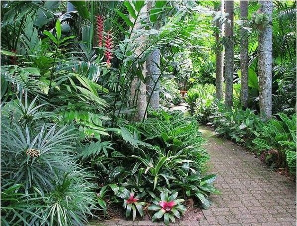 Tropical garden with diverse plantings