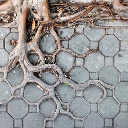 Tree roots growing through pavement