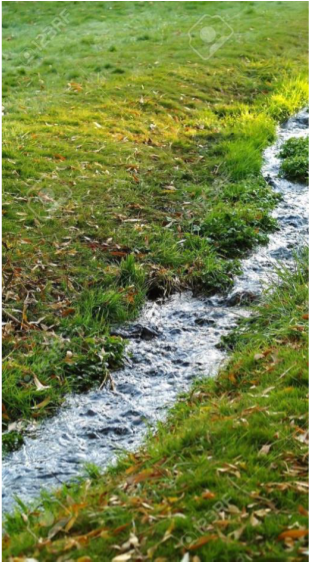 Natural water stream in forest