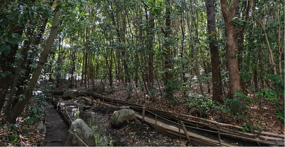 Dense forest ecosystem with bamboo