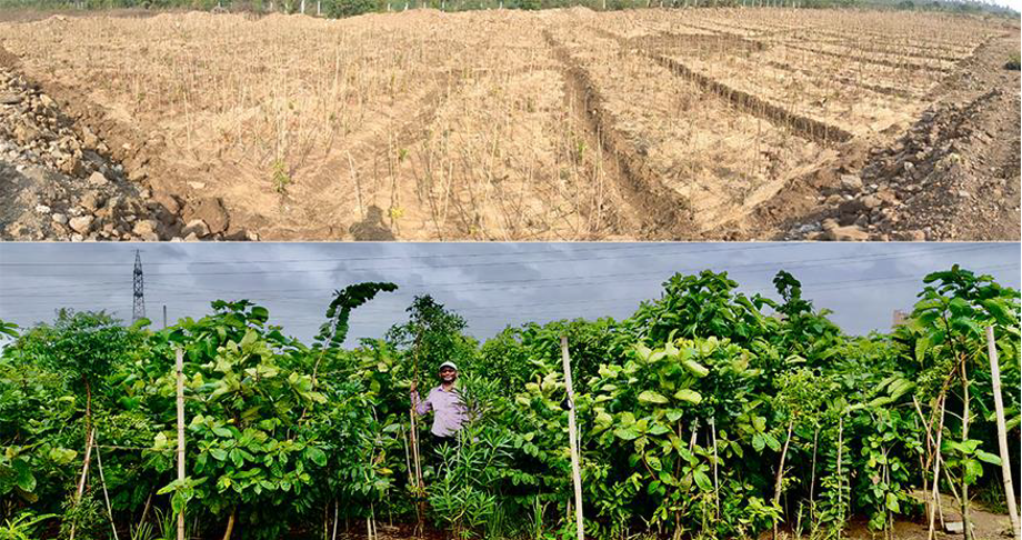 Overcrowded nursery plantation