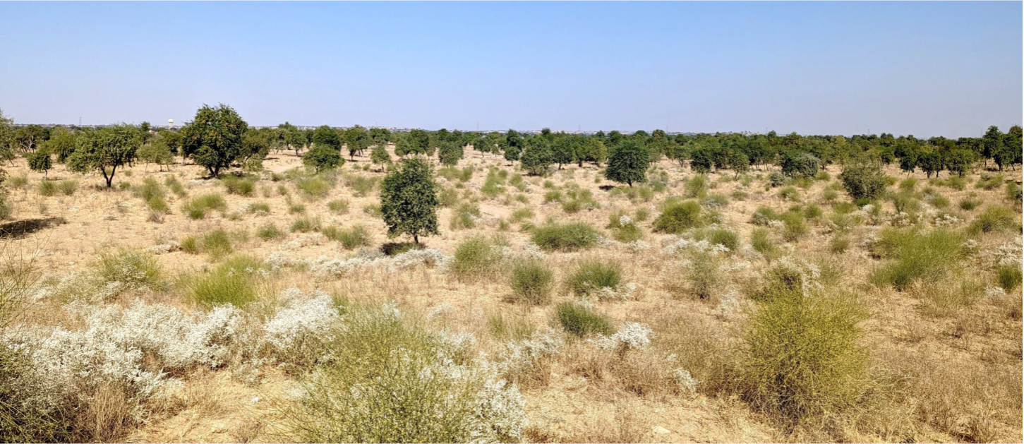 Rao Jodha Desert Rock Park in Jodhpur rewilded by Pradip Krishen